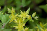 Yellow stonecrop